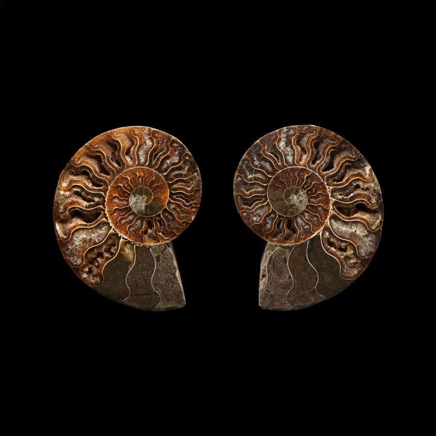 Natural History - Cut Fossil Ammonite Halves