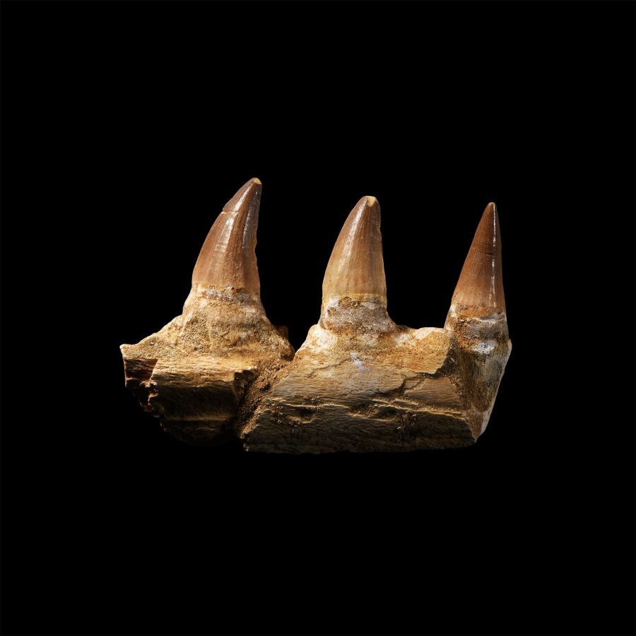 Natural History - Mosasaur Fossil Jaw Section