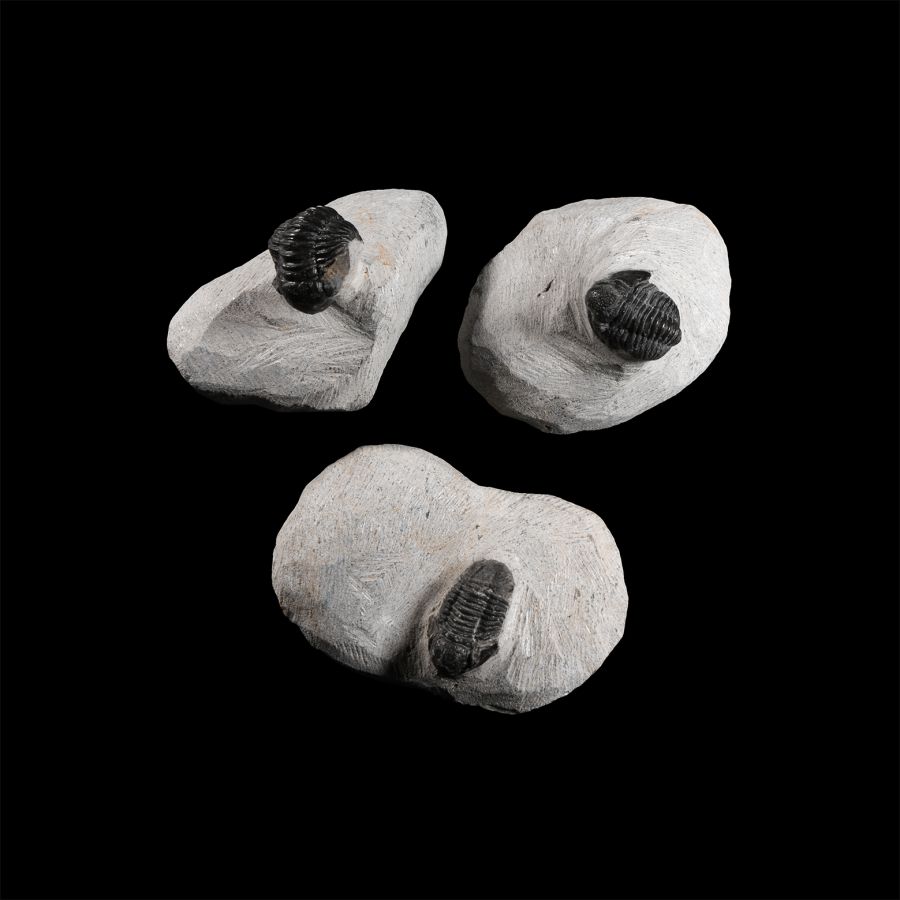 Natural History - Fossil Morocops Trilobite Group