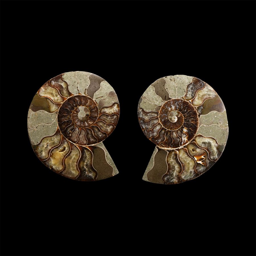 Natural History - Cut Fossil Ammonite Halves