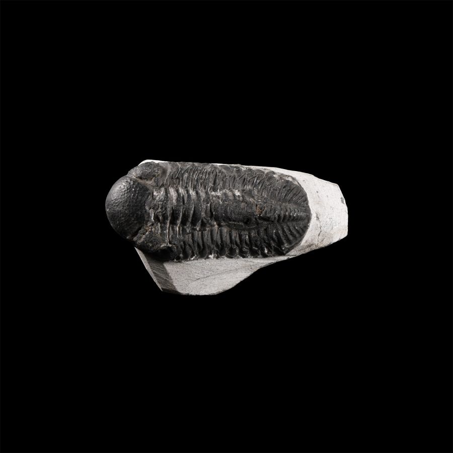Natural History - Fossil Mesacristata Trilobite