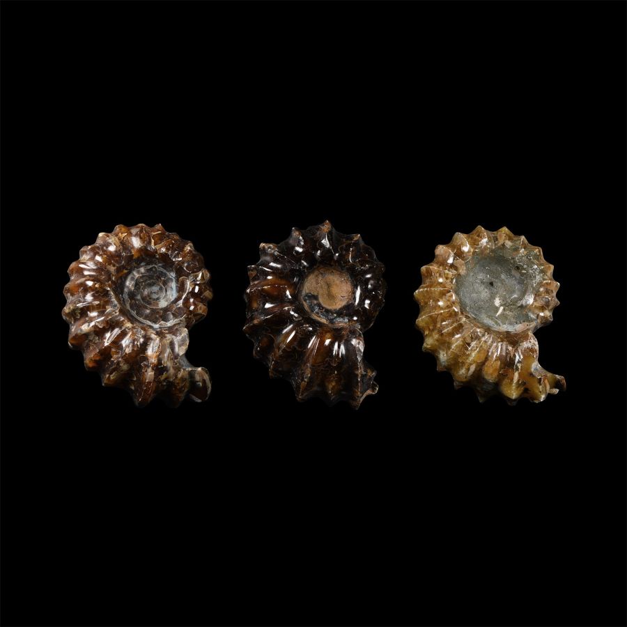 Natural History - Polished Douvilleiceras Ammonite Group