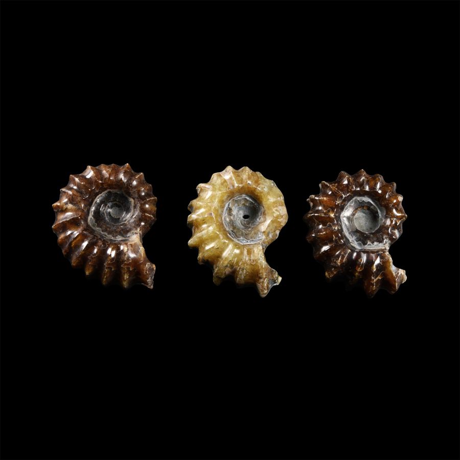 Natural History - Polished Douvilleiceras Ammonite Group