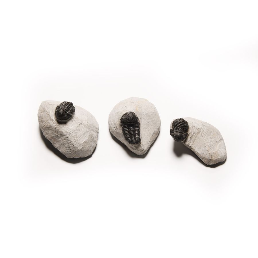 Natural History - Fossil Morocops Trilobite Group