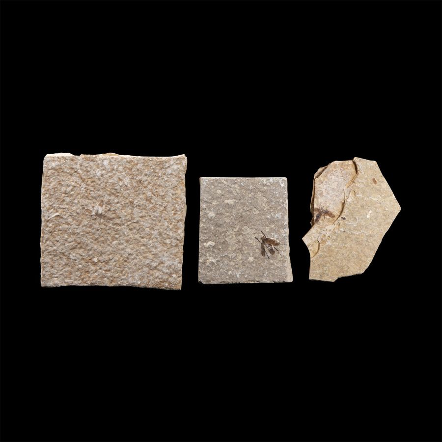 Natural History - Fossil Fly Group
