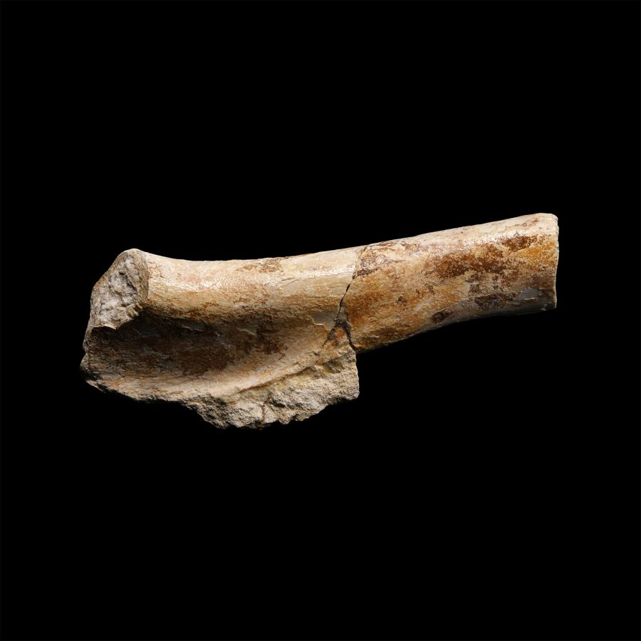 Natural History - Deltadromeus Dinosaur Fossil Leg Bone Section