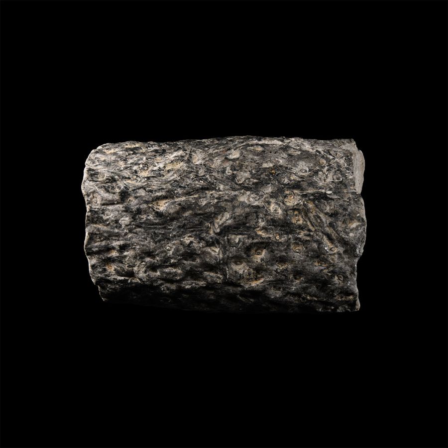Natural History - Lepidodendron Fossil Tree Trunk Section