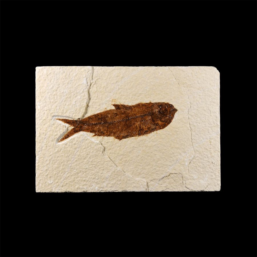 Natural History - Knightia Fossil Fish in Matrix
