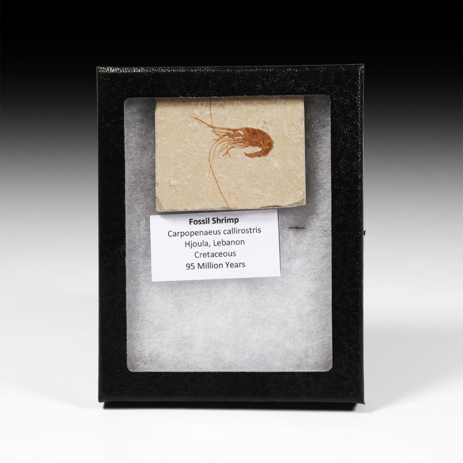 Natural History - Fossil Shrimp in Matrix