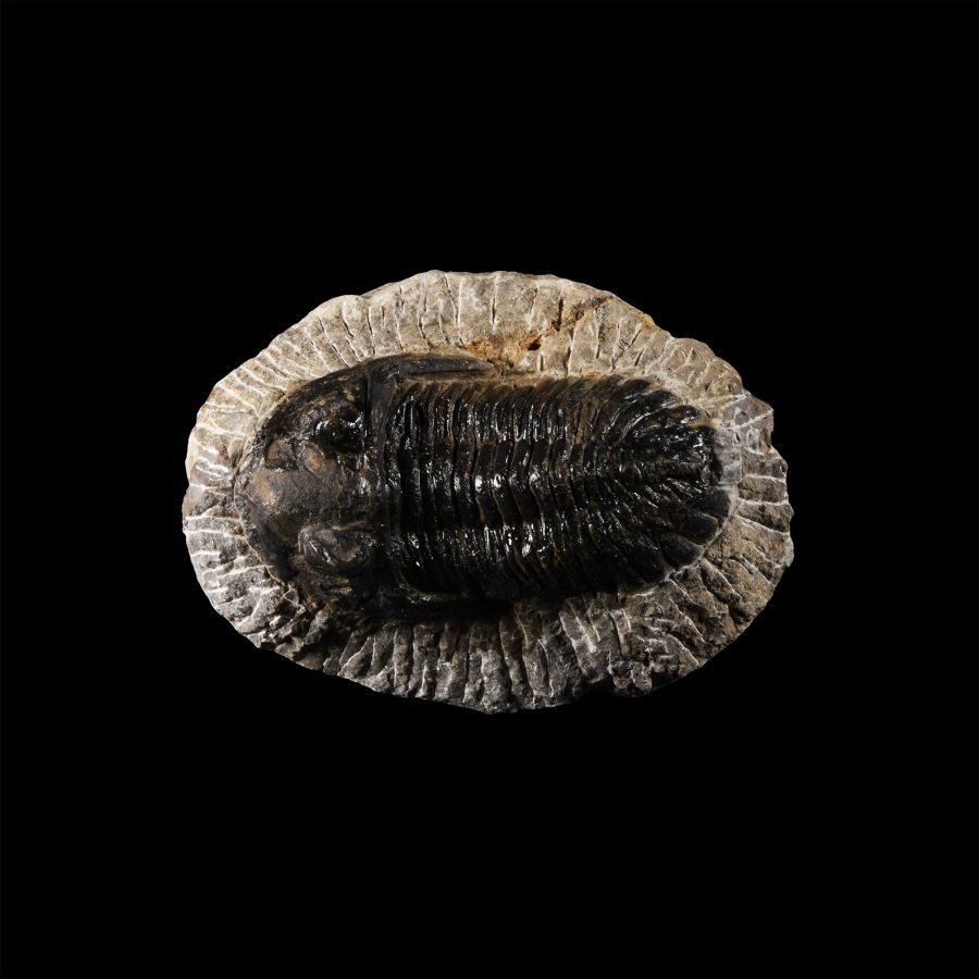 Natural History - Fossil Barrandei Trilobite