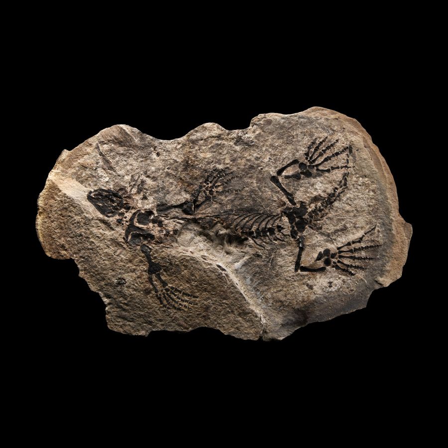 Natural History - Fossil Barasaurus Skeleton