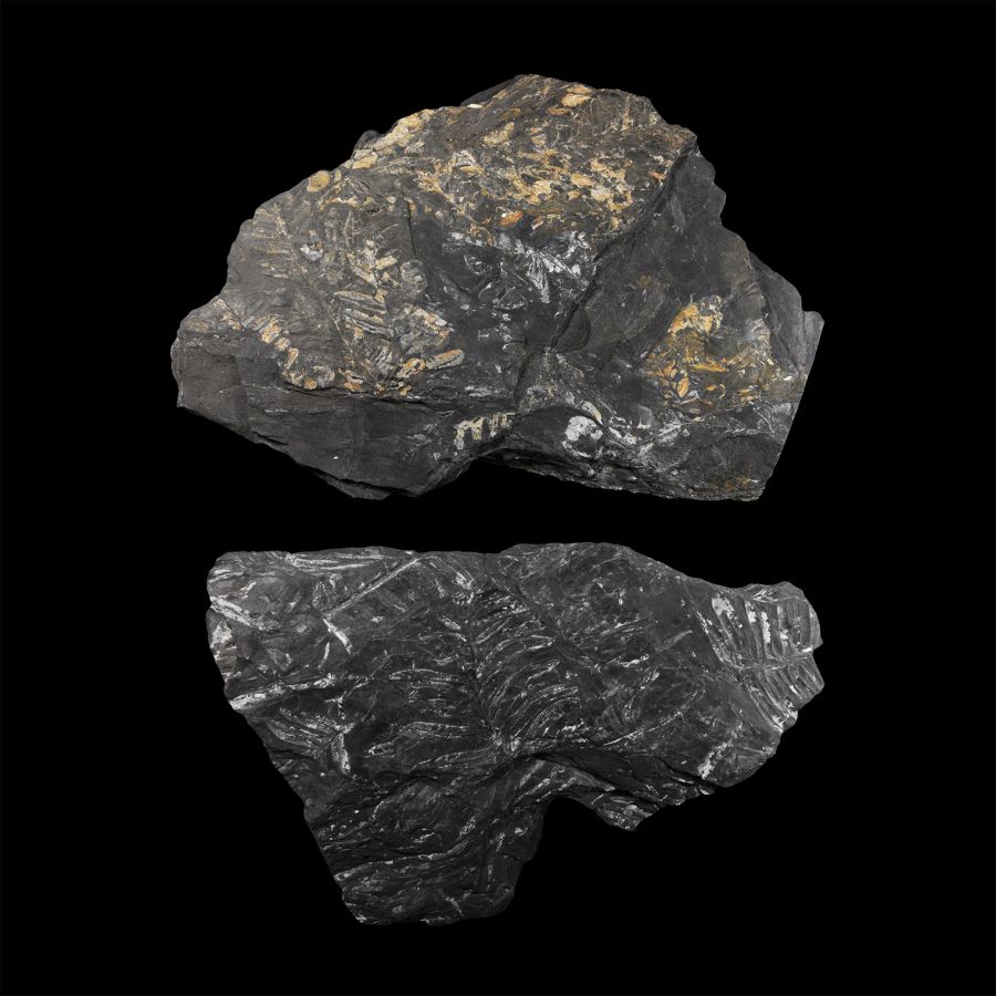 Natural History - White Pecopteris Fossil Fern Group
