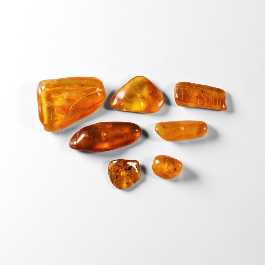 Natural History - Insects in Baltic Amber Group