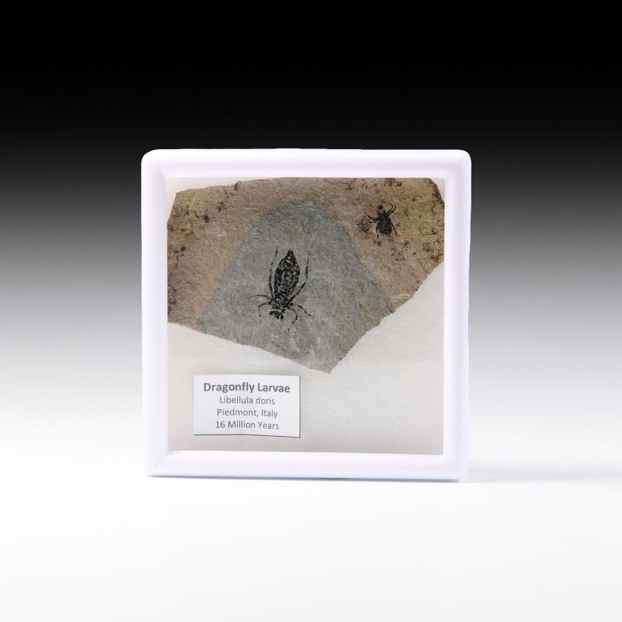 Natural History - Fossil Dragonfly Larvae