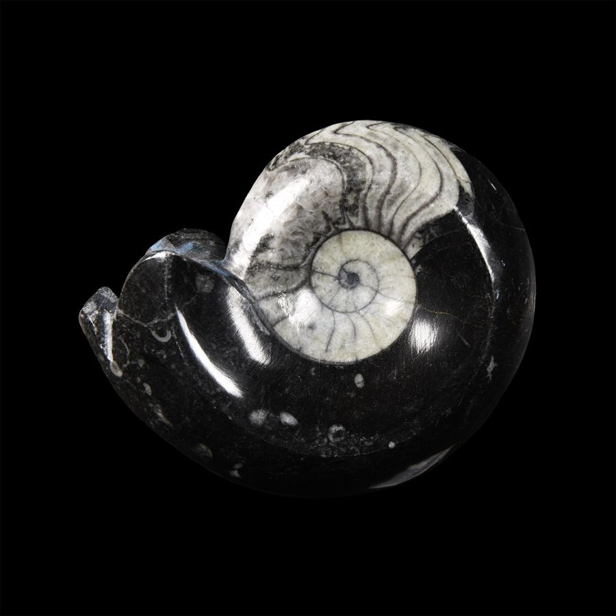 Natural History - Fossil Sporadoceras Goniatite