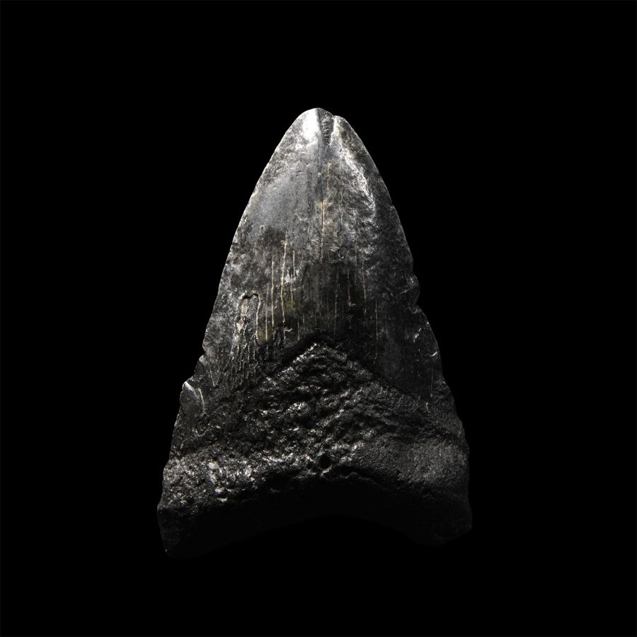 Natural History - Megalodon Giant Shark Fossil Tooth