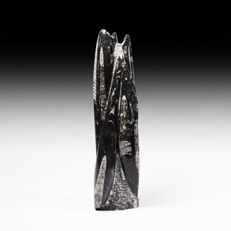 Natural History - Fossil Orthoceras Tower