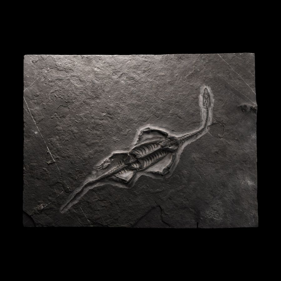 Natural History - Fossil Keichousaurus Marine Reptile Skeleton