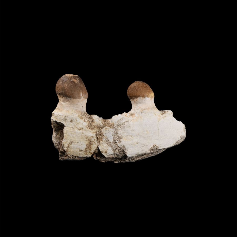 Natural History - Fossil Mosasaur Jaw Fragment