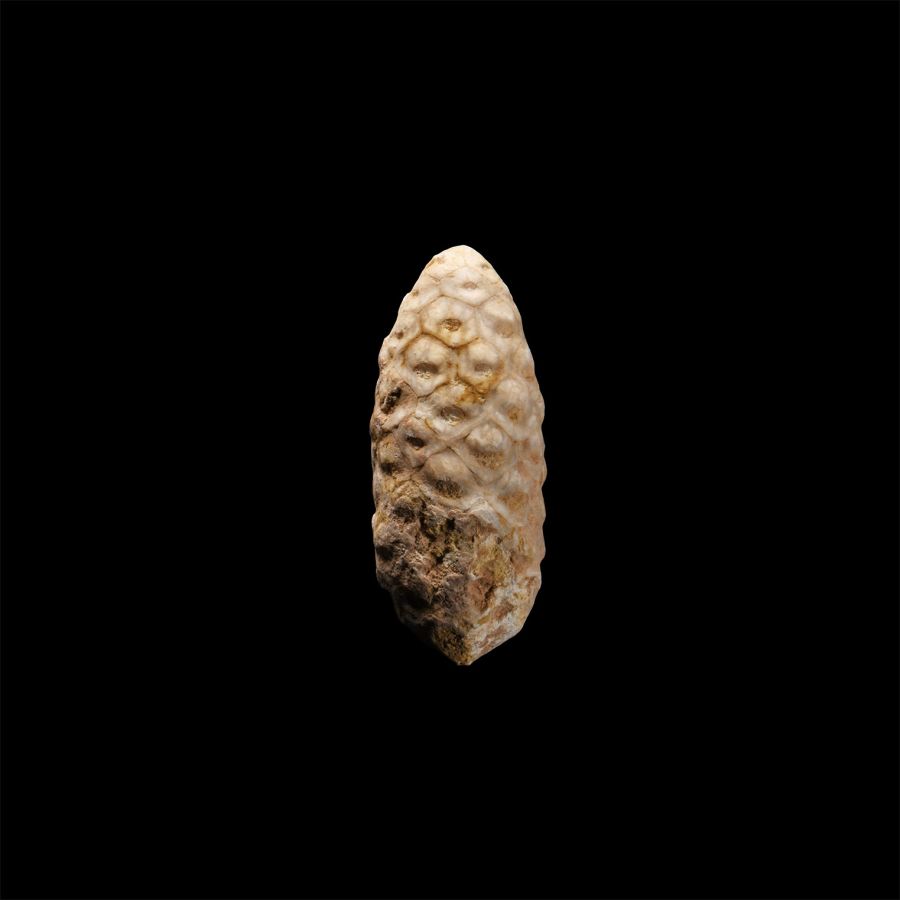 Natural History - Fossil Pine Cone