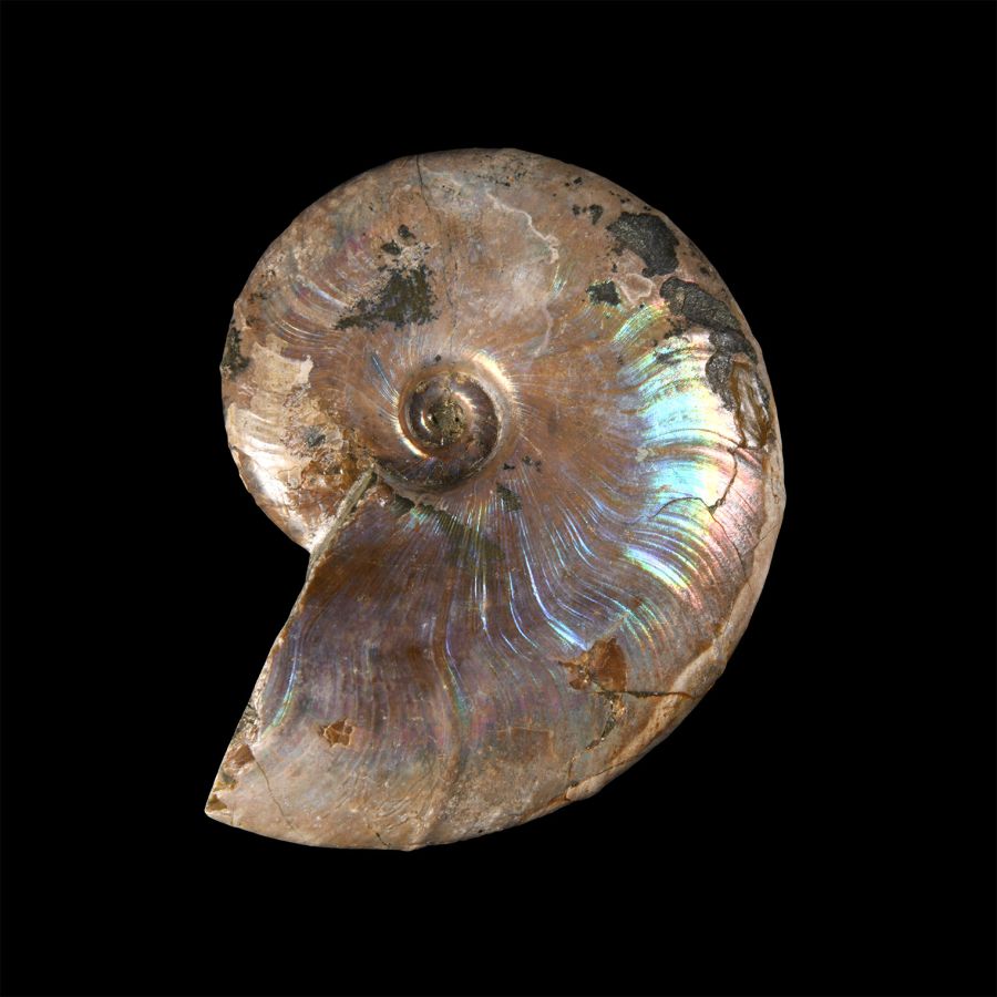 Natural History - Fossil Rainbow Shell Ammonite