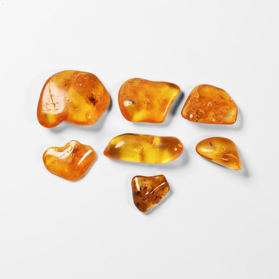 Natural History - Insects in Baltic Amber Group