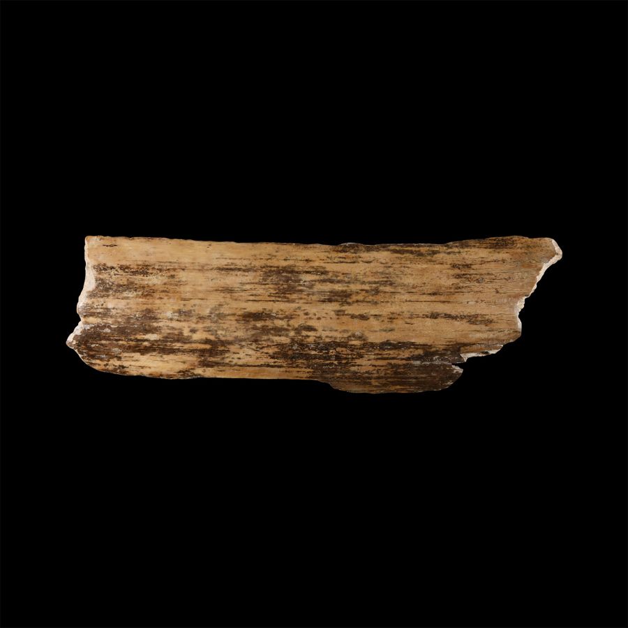 Natural History - Woolly Mammoth Fossil Tusk Section