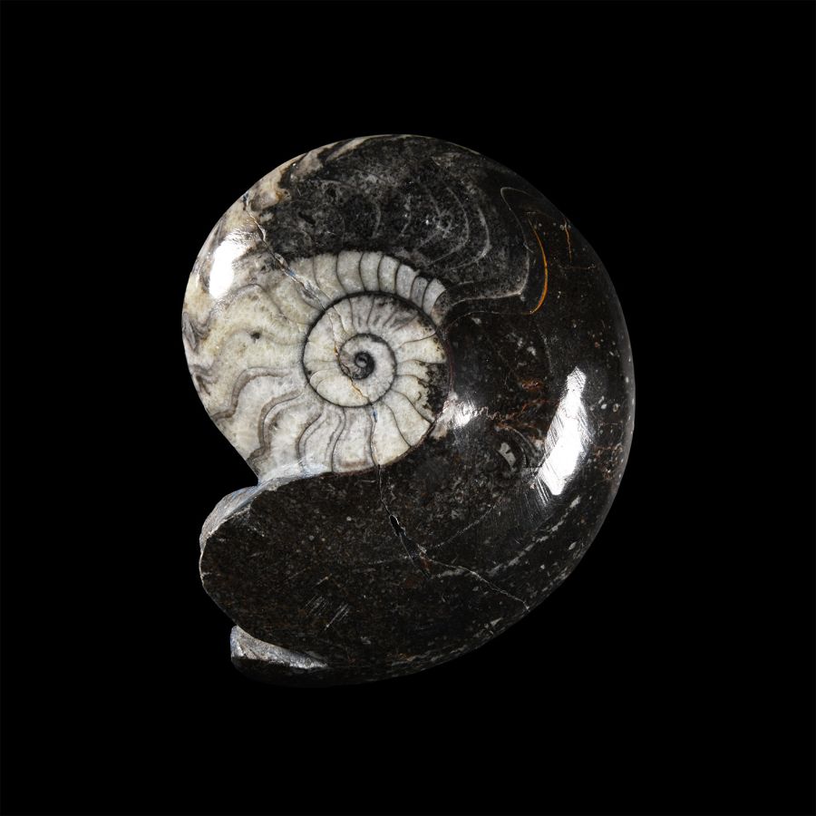 Natural History - Sporadoceras Goniatite Display