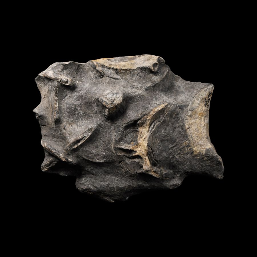 Natural History - Polished Fossil Ichthyosaurus Vertical Vertebra Section
