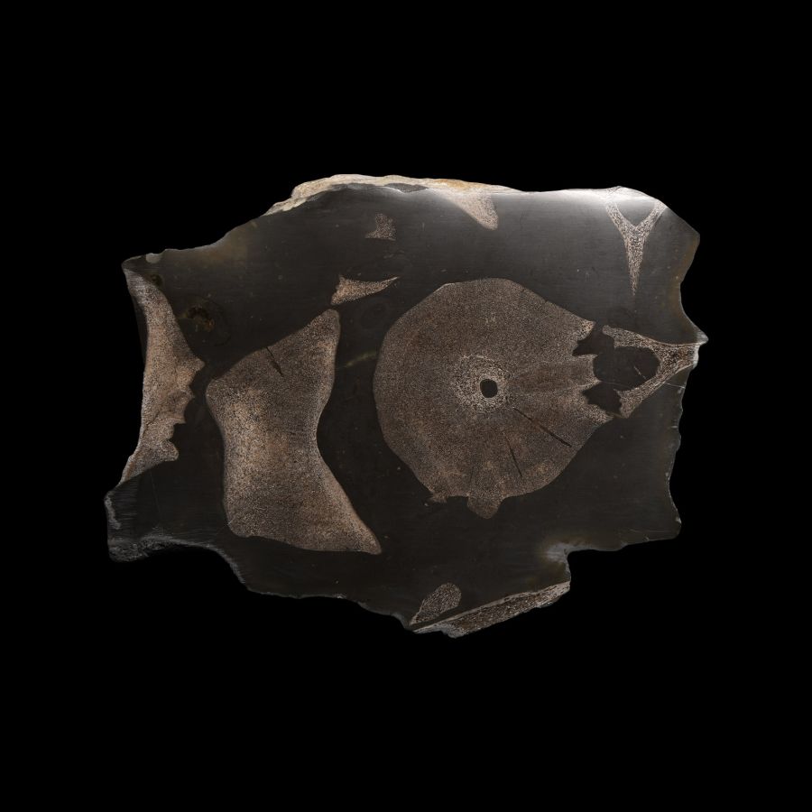 Natural History - Polished Fossil Ichthyosaurus Vertical Vertebra Section