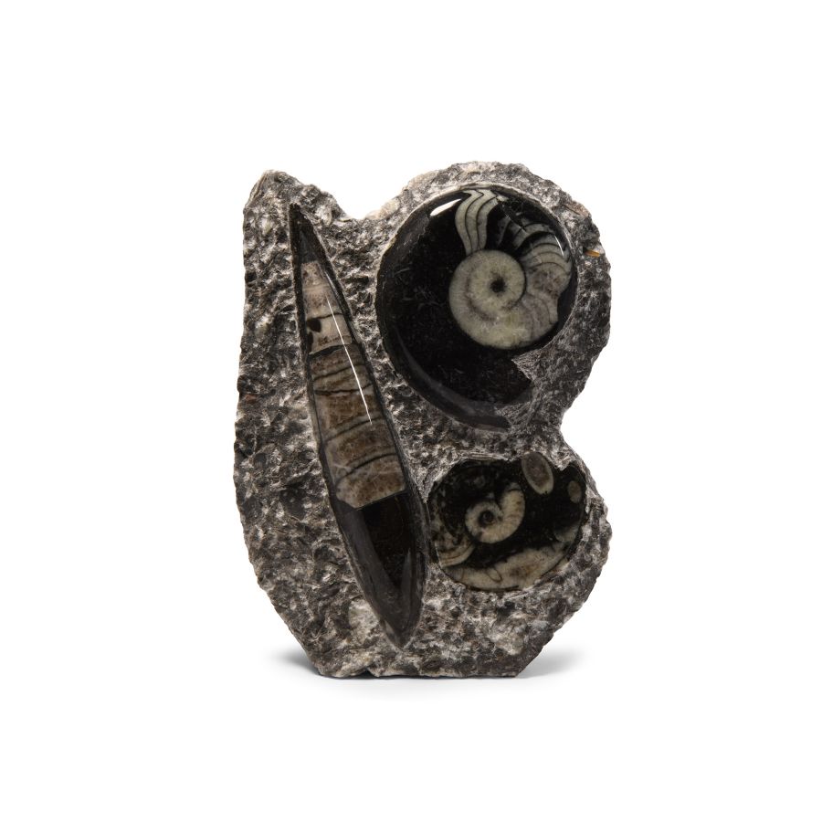 Natural History - Fossil Orthoceras and Goniatite Display