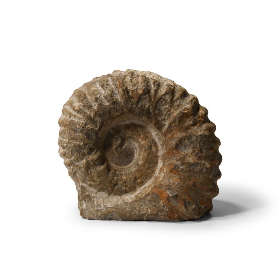 Natural History - Fossil Agadir Ammonite