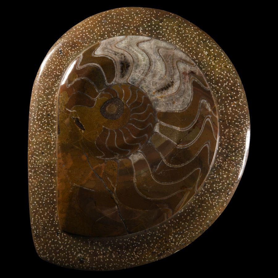 Natural History - Polished Goniatite Display