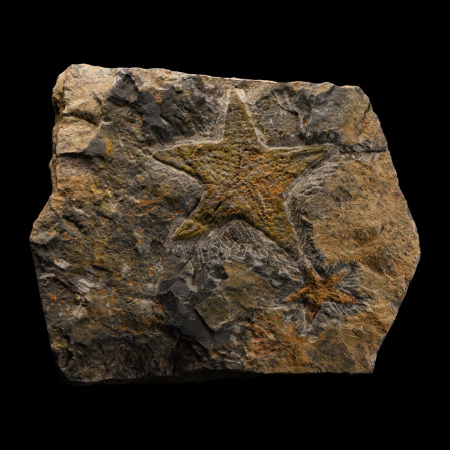 Natural History - Fossil Starfish on Matrix