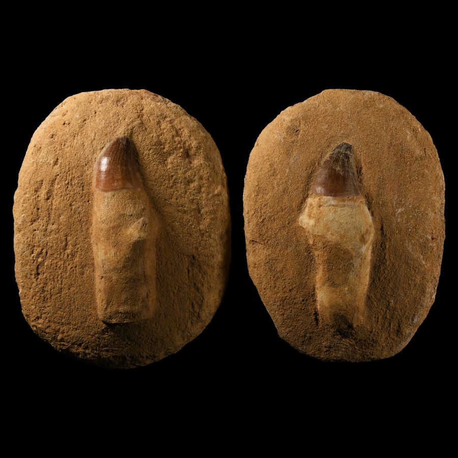 Natural History - Fossil Mosasaur Tooth Pair
