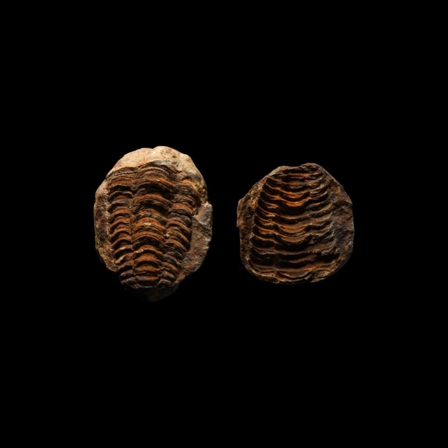 Natural History - Fossil Flexicalymene Trilobite Nodule