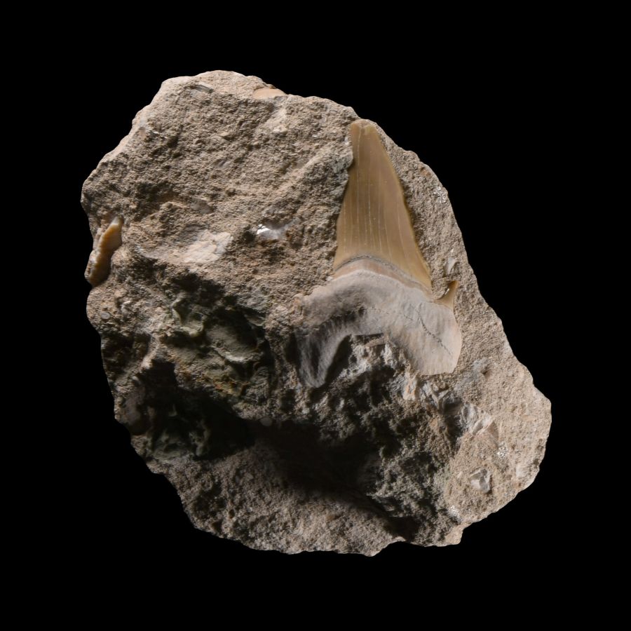 Natural History - Fossil Otodus Shark Tooth