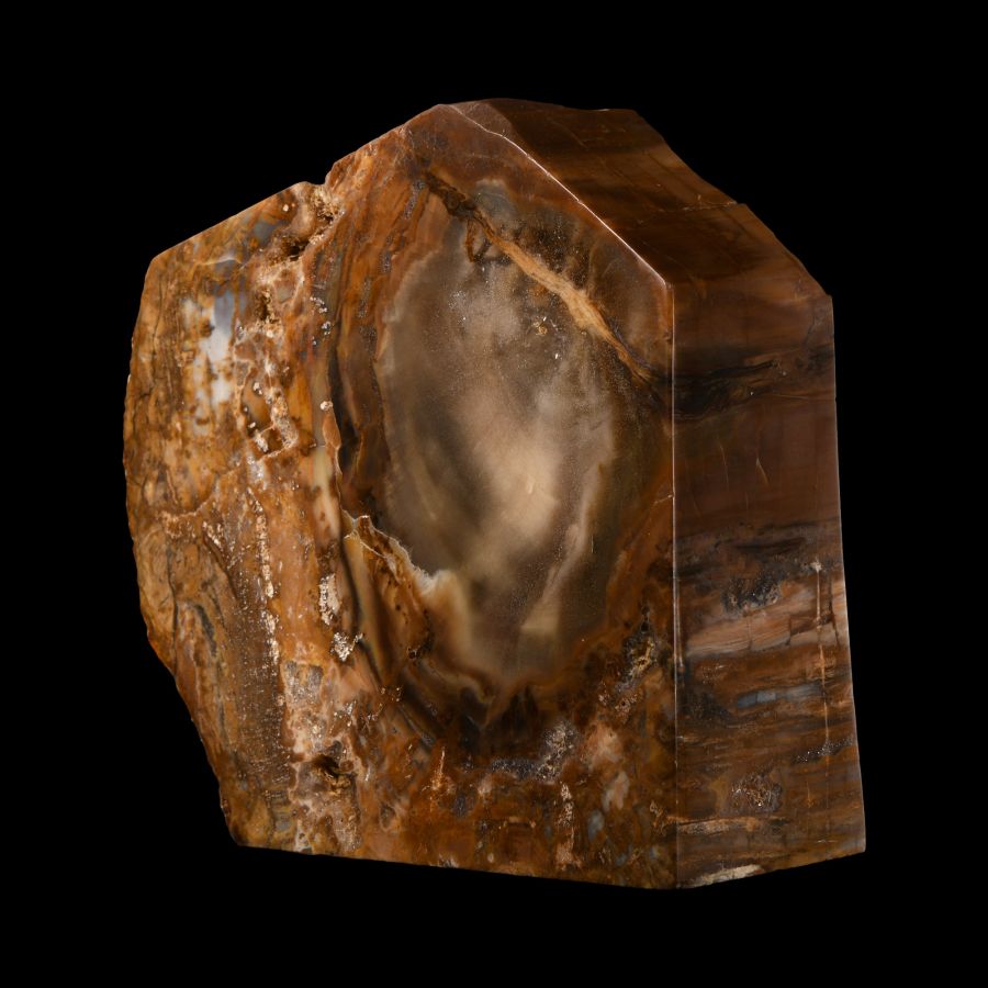 Natural History - Fossil Tree Trunk Section