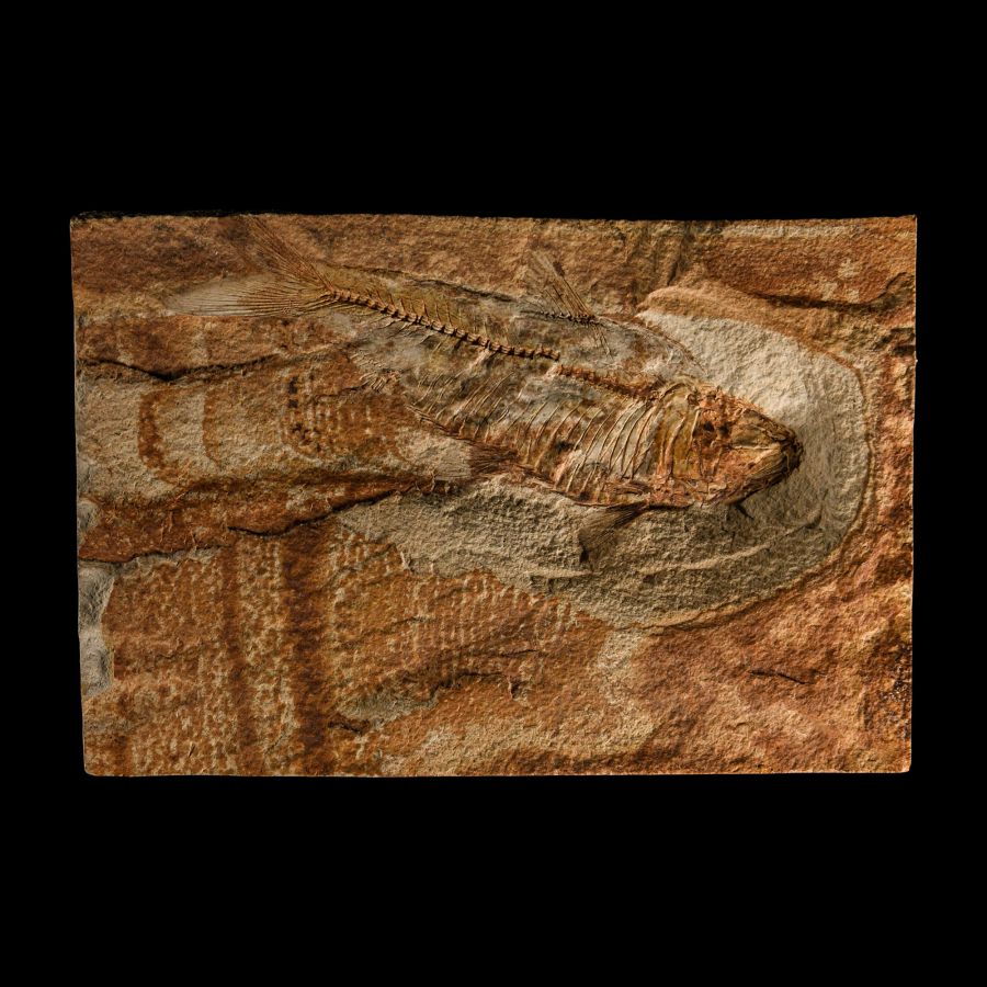Natural History - Diplomystus Fish Fossil