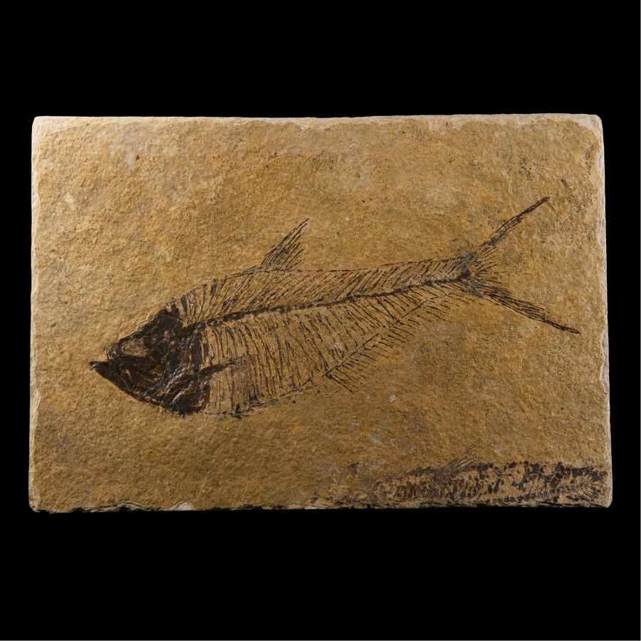 Natural History - Fossil Diplomystus Fish Plate
