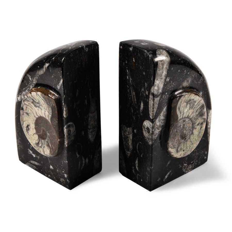 Natural History - Fossil Goniatite Bookend Pair