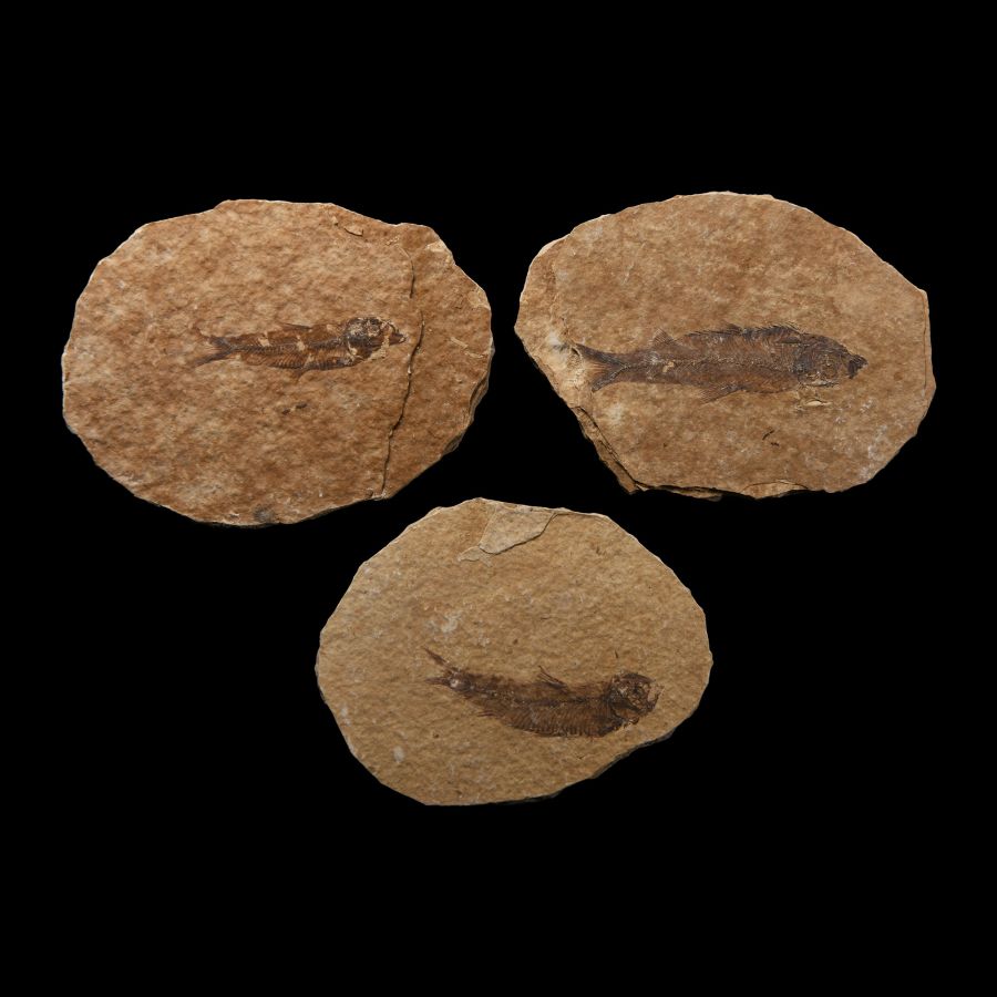 Natural History - Fossil Diplomystus Fish Group