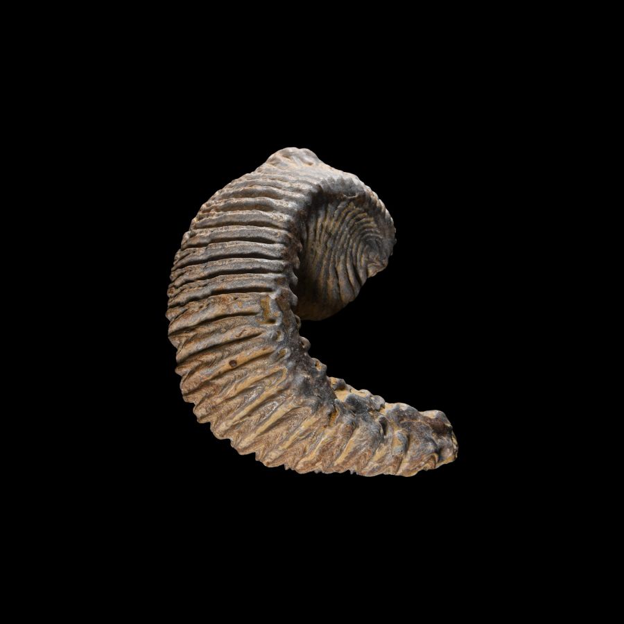 Natural History - Fossil Rastellum Bivalve