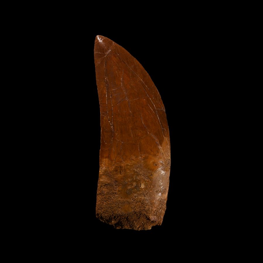 Natural History - Large Fossil North African 'T-Rex' Tooth