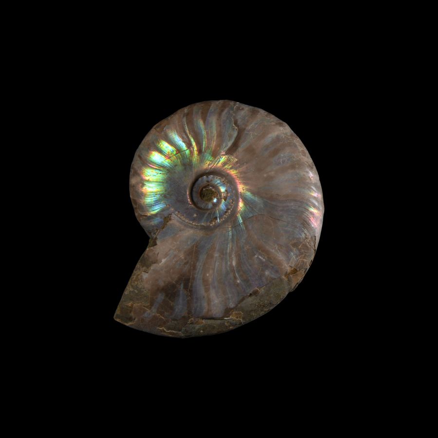 Natural History - Iridescent Fossil Ammonite
