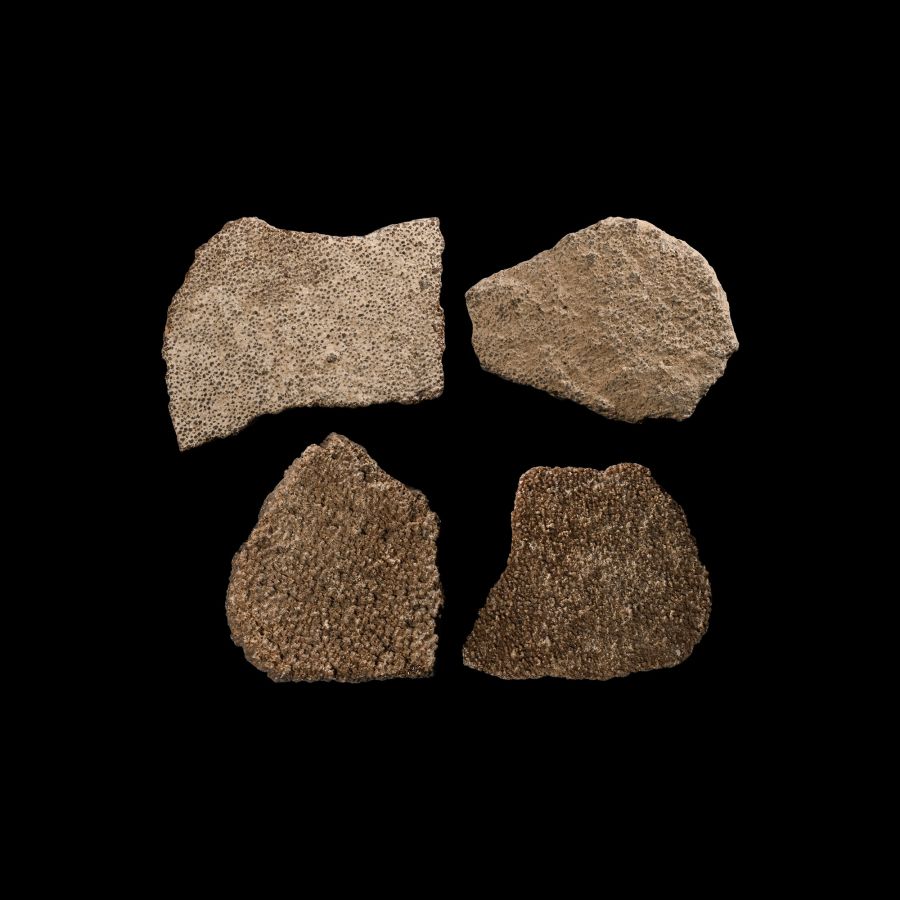 Natural History - Fossil Saltasaurus Egg Shell Group