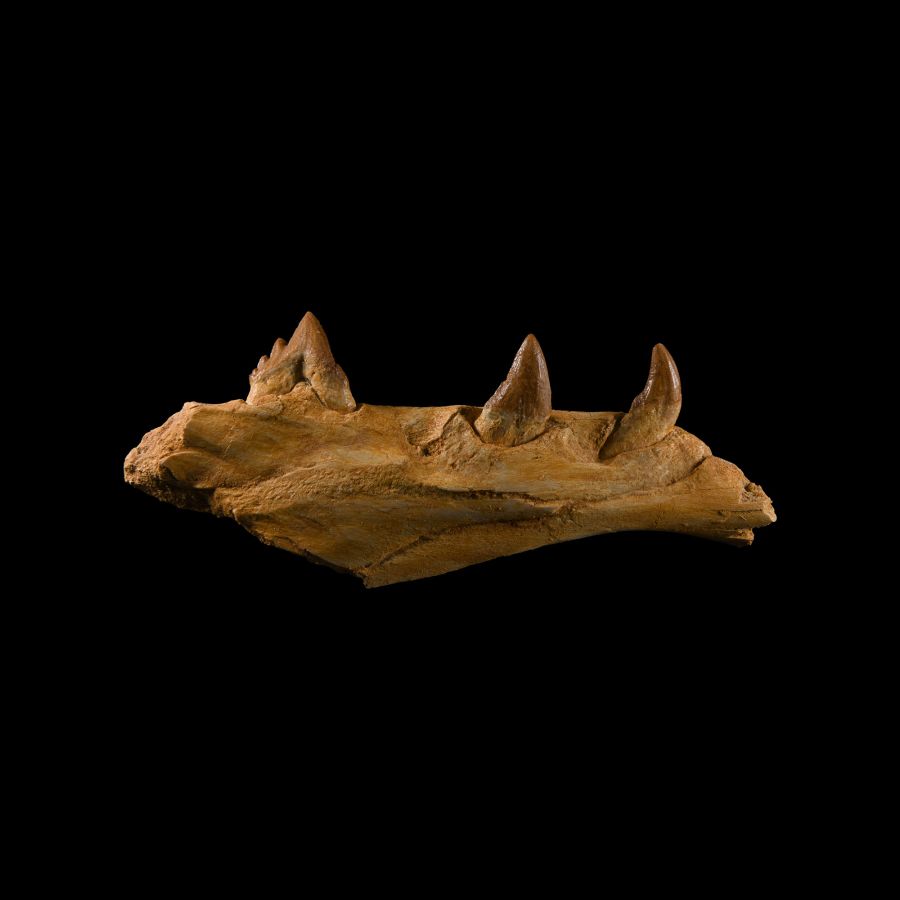 Natural History - Fossil Basilosaurus Jaw Fragment