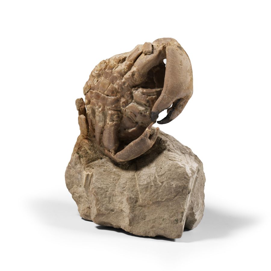 Natural History - Fossil Crab on Matrix