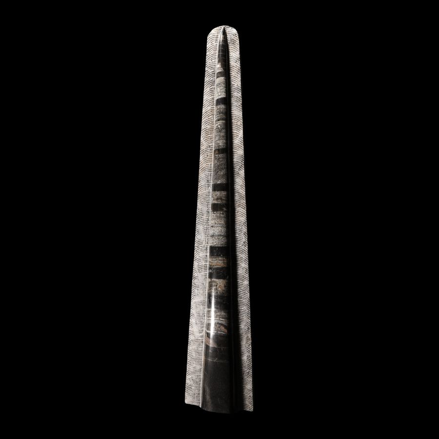 Natural History - Polished Orthoceras 'Rocket' Display
