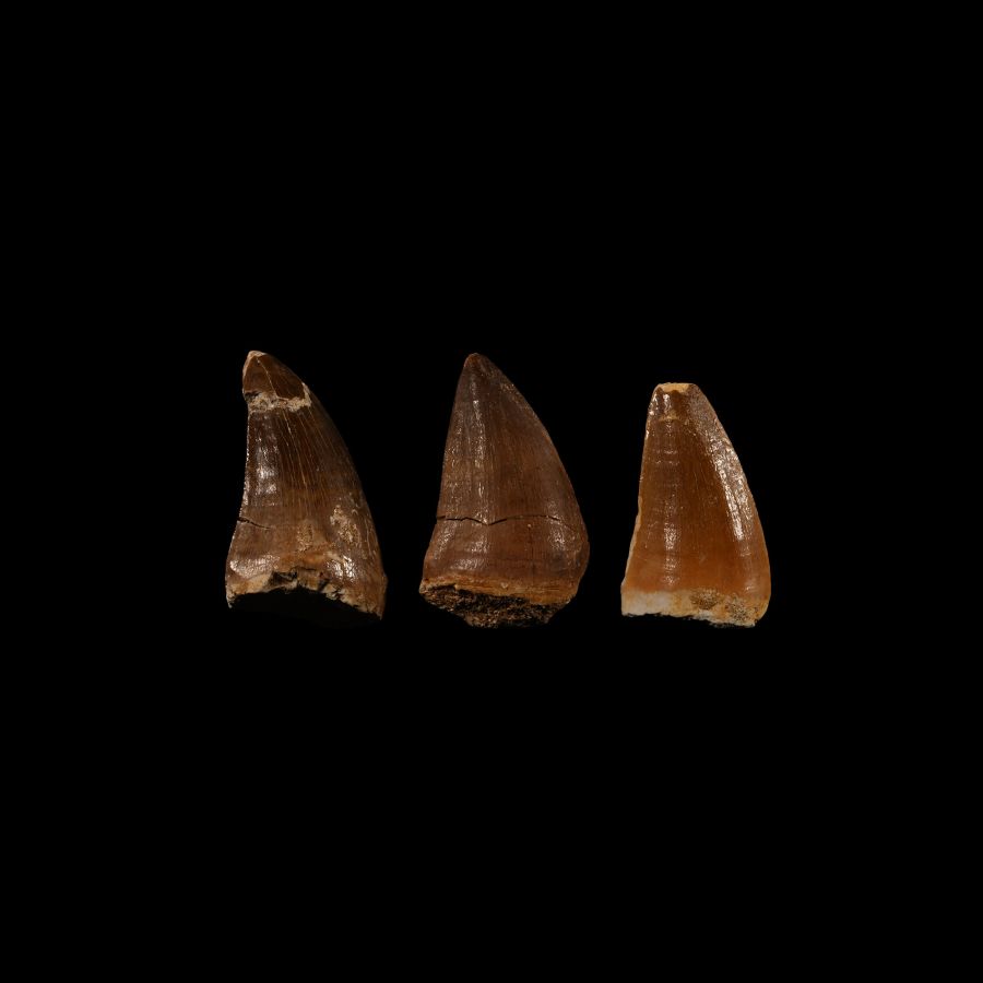 Natural History - Mosasaur Fossil Tooth Group